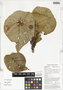 Macaranga tanarius (L.) Müll. Arg., kui iburra, Papua New Guinea, G. D. Weiblen WS3B0499, F
