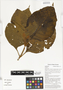 Callicarpa longifolia Lam., suming, Papua New Guinea, G. D. Weiblen WS3B0493, F