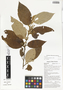 Commersonia bartramia (L.) Merr., makal gubung, Papua New Guinea, G. D. Weiblen WS3C0659, F