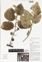 Commersonia bartramia (L.) Merr., makal gubung, Papua New Guinea, G. D. Weiblen WS2C0624, F