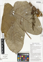 Macaranga aleuritoides F. Muell., kui kapangusing, Papua New Guinea, G. D. Weiblen WS2C0642, F