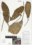 Litsea timoriana Span., malang malang, Papua New Guinea, G. D. Weiblen WP3E0746, F