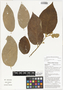 Commersonia bartramia (L.) Merr., makal gubung, Papua New Guinea, G. D. Weiblen WS1B0591, F