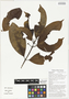 Neisosperma citrodora (Lauterb. & K. Schum.) Fosberg & Sachet, ugam galang, Papua New Guinea, G. D. Weiblen WP3B0610, F