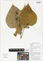 Macaranga bifoveata J. J. Sm., kui nudang suming, Papua New Guinea, G. D. Weiblen WS2A0111, F
