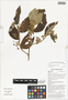 Commersonia bartramia (L.) Merr., makal gubung, Papua New Guinea, G. D. Weiblen WS2A0114, F
