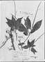 Field Museum photo negatives collection; Genève specimen of Peperomia ernstiana C. DC., VENEZUELA, A. Fendler 1163, Type [status unknown], G-DC