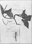 Field Museum photo negatives collection; Genève specimen of Peperomia laevis C. DC., VENEZUELA, A. Fendler 1164, Type [status unknown], G-DC