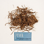 funded by Rob Gordon: Valeriana officinalis L., Valerian Root, U.S.A., F