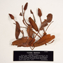 funded by Rob Gordon: Anemopsis californica Hook. & Arn., Lizard Tail, U.S.A., Hur. H. Smith, F
