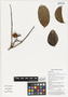 Strychnos minor Dennst., klang klang simi, Papua New Guinea, G. D. Weiblen WP2A0527, F