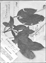 Field Museum photo negatives collection; Genève specimen of Gynandropsis gracilis Triana & Planch., PERU, J. Goudot, Type [status unknown], G-DC