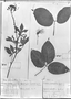 Field Museum photo negatives collection; Genève specimen of Crateva radiatiflora DC., PERU, J. A. Pavón, Type [status unknown], G-DC