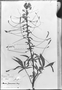 Field Museum photo negatives collection; Genève specimen of Cleome jamesonii Briq., ECUADOR, W. Jameson 774, Holotype, G-DC