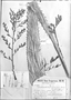 Field Museum photo negatives collection; Genève specimen of Deuterocohnia paraguariensis Hassl., PARAGUAY, T. Rojas, Type [status unknown], G-DC