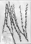 Field Museum photo negatives collection; Genève specimen of Dyckia altissima Lindl., PARAGUAY, É. Hassler 287, Type [status unknown], G-DC