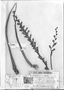 Field Museum photo negatives collection; Genève specimen of Dyckia hassleri Mez, PARAGUAY, É. Hassler 3261, Type [status unknown], G-DC