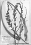 Field Museum photo negatives collection; Genève specimen of Dyckia hassleri var. bisispina Hassl., PARAGUAY, T. Rojas, Type [status unknown], G-DC