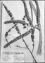 Field Museum photo negatives collection; Genève specimen of Dyckia microcalyx var. inermis Hassl., PARAGUAY, É. Hassler 8787, Type [status unknown], G-DC