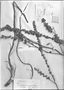 Field Museum photo negatives collection; Genève specimen of Dyckia microcalyx var. micrantha Hassl., PARAGUAY, K. Fiebrig 5941, Type [status unknown], G-DC