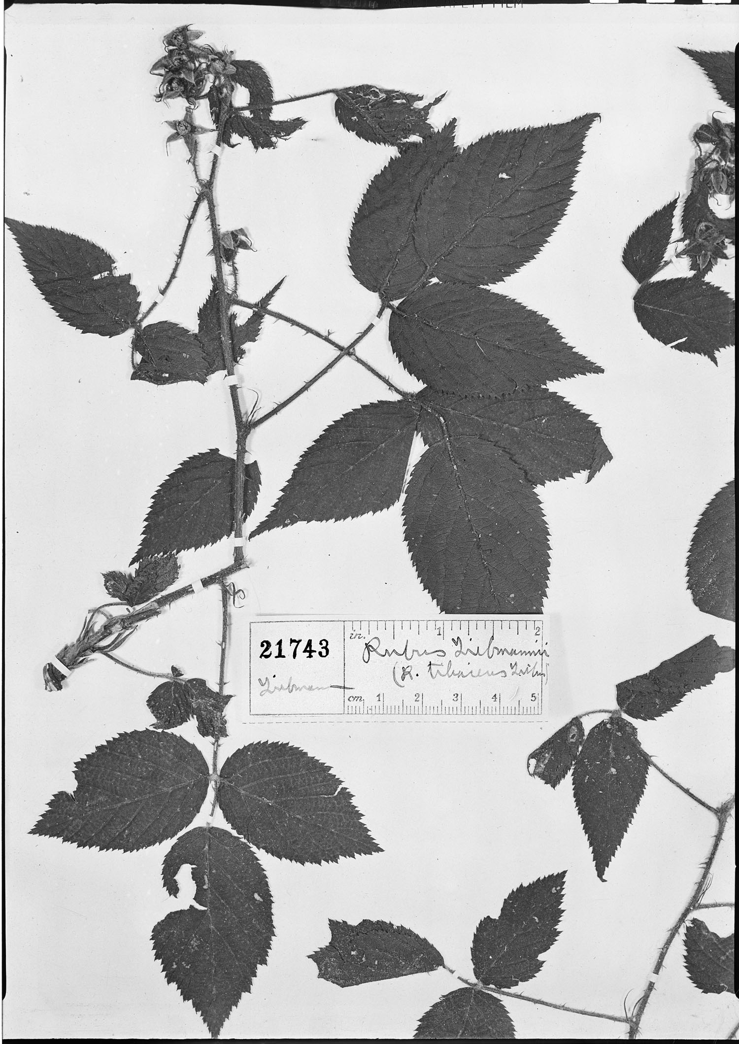 Rubus liebmannii image