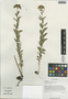 Rhodiola kirilowii (Regel) Maxim., China, D. E. Boufford 29611, F