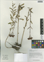 Rhodiola kirilowii (Regel) Maxim., China, D. E. Boufford 37367, F