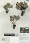 Rhodiola crenulata (Hook. f. & Thomson) H. Ohba, China, D. E. Boufford 31090, F