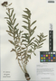 Rhodiola kirilowii (Regel) Maxim., China, D. E. Boufford 36601, F