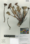 Rhodiola crenulata (Hook. f. & Thomson) H. Ohba, China, D. E. Boufford 36784, F