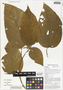 Clerodendrum inerme (L.) Gaertn., sunam akab ningi, Papua New Guinea, G. D. Weiblen WS4C0695, F