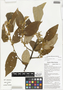 Commersonia bartramia (L.) Merr., makal gubung, Papua New Guinea, G. D. Weiblen WS4C0699, F