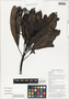 Cerbera floribunda K. Schum., mangaté, Papua New Guinea, G. D. Weiblen WP4C0923, F