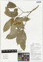 Tabernaemontana orientalis R. Br., kabisang munglung maku, Papua New Guinea, G. D. Weiblen WP5C1355, F