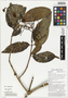 Strychnos minor Dennst., klang klang simi, Papua New Guinea, G. D. Weiblen WP2D0374, F