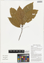Sterculia schumanniana (Lauterb.) Mildbr., alamé, Papua New Guinea, G. D. Weiblen WP5D1222, F