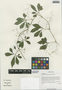 Gynostemma pentaphyllum (Thunb.) Makino, China, D. E. Boufford 33037, F