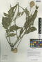 Dipsacus chinensis Batalin, China, D. E. Boufford 34298, F