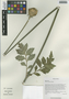 Dipsacus chinensis Batalin, China, D. E. Boufford 34362, F