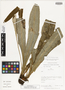 Elaphoglossum nidiformis Mickel, Peru, R. B. Foster 10891, Holotype, F