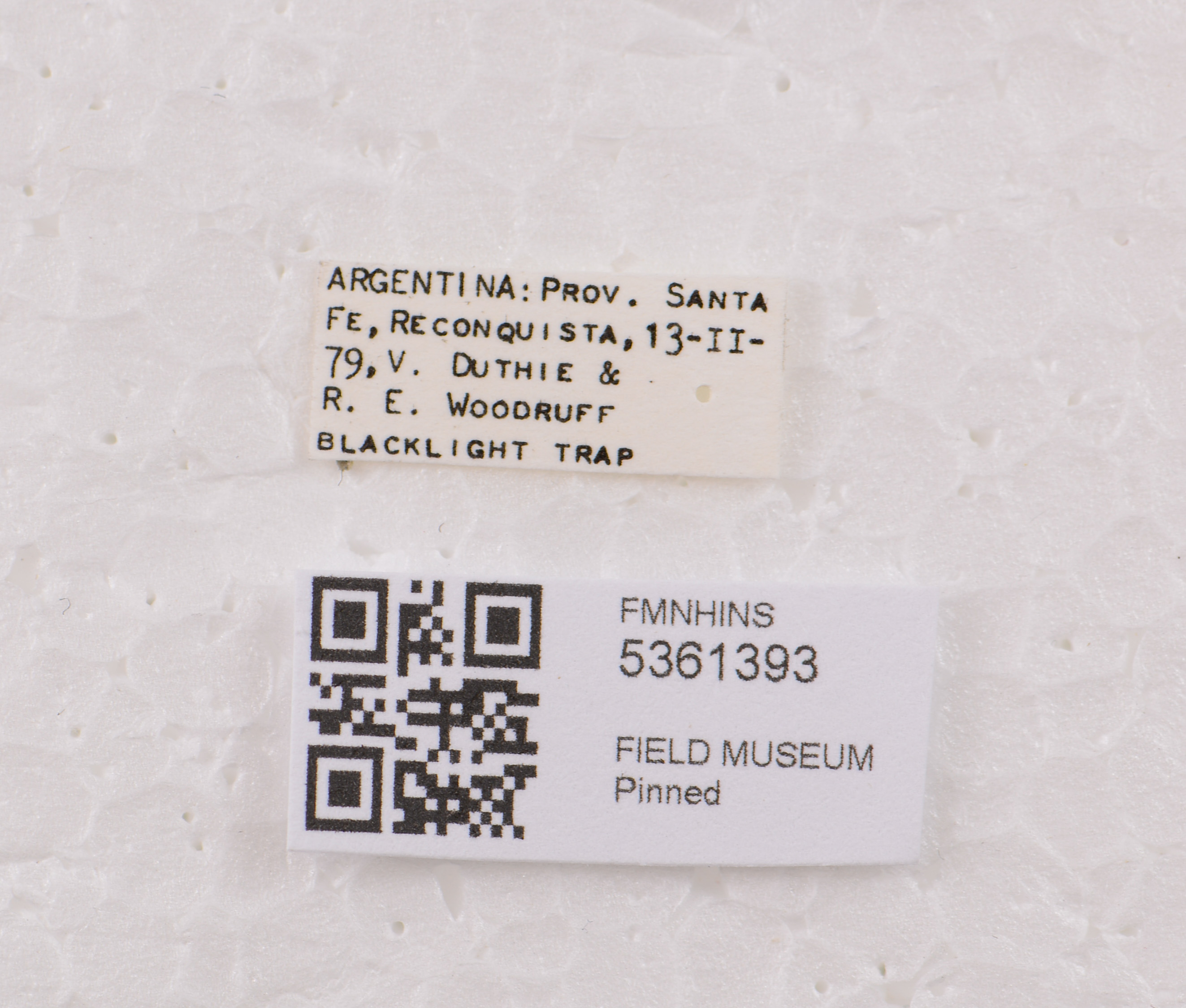 5361393 Lathrobium labels IN 5361393 Lathrobium labels IN