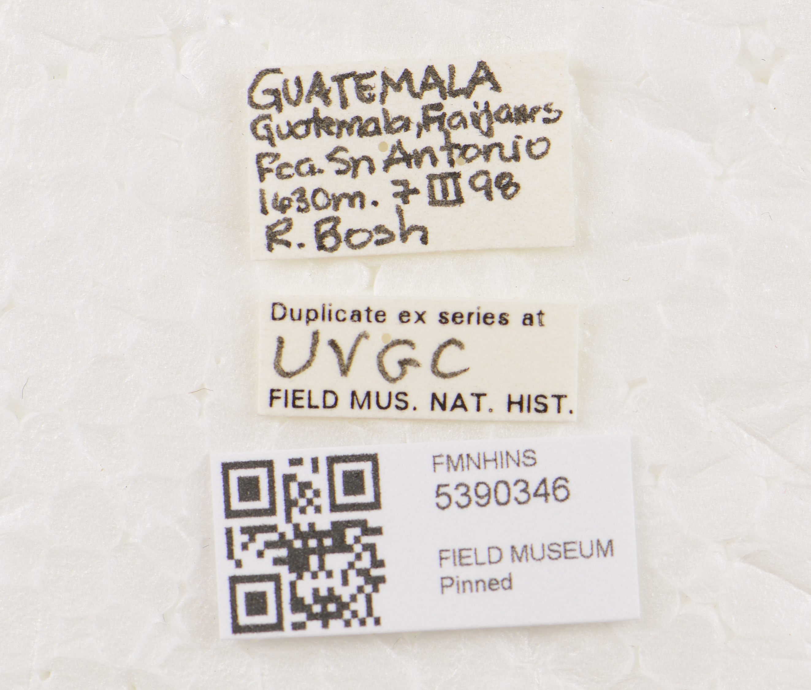 FMNHINS 5390346 Homaeotarsus, labels