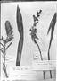 Field Museum photo negatives collection; Genève specimen of Pitcairnia pavonii Mez, PERU, J. A. Pavón s.n., Holotype, G-DC