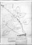 Field Museum photo negatives collection; Genève specimen of Epimedium pinnatum Fisch., IRAN, Fischer, Type [status unknown], G