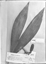 Field Museum photo negatives collection; Genève specimen of Carludovica gardneri Hook., BRAZIL, G. Gardner 1866, Isolectotype, G-DC