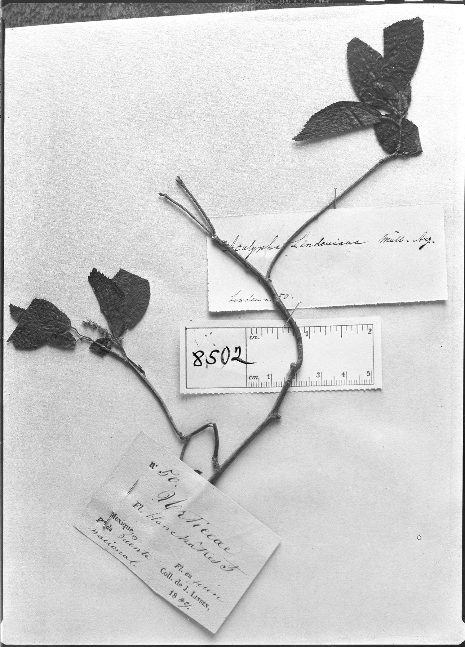 Acalypha lindeniana image