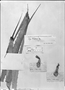 Field Museum photo negatives collection; Genève specimen of Pitcairnia ruiziana Mez, PERU, J. A. Pavón, Type [status unknown], G-DC