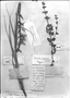 Field Museum photo negatives collection; Genève specimen of Pitcairnia ruiziana Mez, PERU, J. A. Pavón, Holotype, G-DC