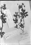 Field Museum photo negatives collection; Genève specimen of Begonia jamesoniana A. DC., ECUADOR, W. Jameson 306, Type [status unknown], G-DC