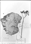 Field Museum photo negatives collection; Genève specimen of Begonia serotina A. DC., ECUADOR, W. Jameson 594, Type [status unknown], G-DC